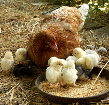 Gallina con i suoi pulcini