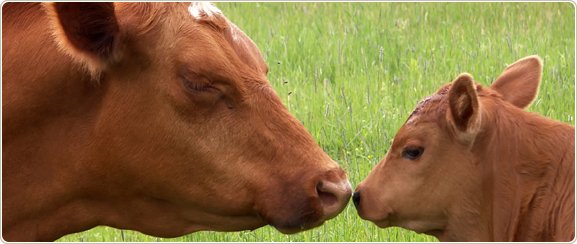 Mucca e vitello vicini in un prato